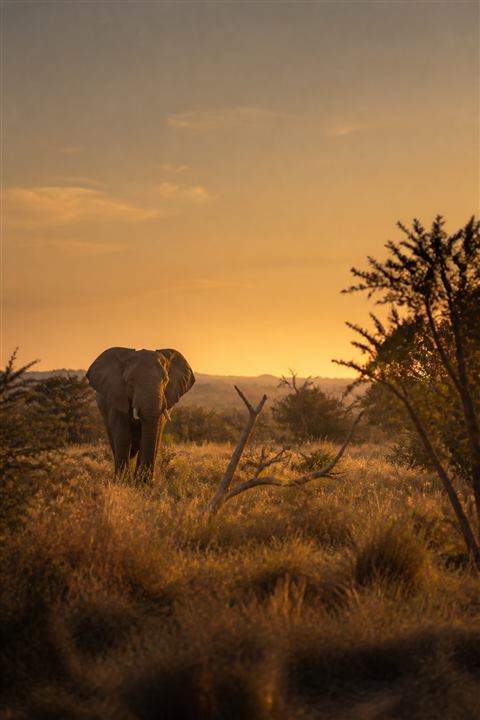 Bushveld Gold